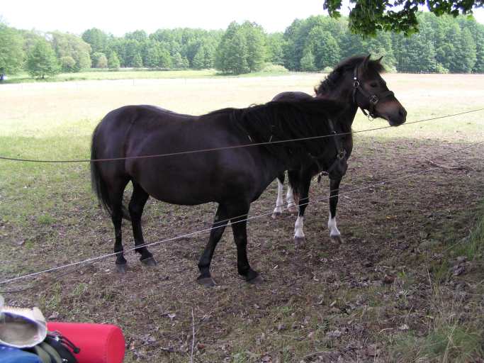 Zur&uuml;ck